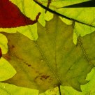 Through a leaf